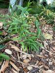Plant name: Northern Sea Oats Chasmanthium latifolium 